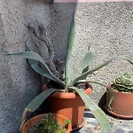 Apartamento Acqua E Menta *